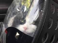 -宠福鑫动物医院(立水桥分院)