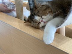 -瞄一喵猫咖(格力海岸店)