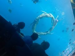-瑞德姆美人鱼海底演艺主题餐厅(亚龙湾店)