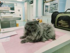 -北京观赏动物医院·24小时大型综合·猫专科·异宠专科