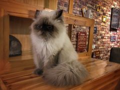 -喵园·猫主题咖啡厅·撸猫·猫咖(国贸店)