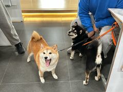 -帝京日语(春熙路旗舰校区)