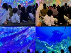 -海合安成都极地海洋公园