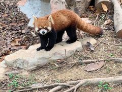 -深圳野生动物园