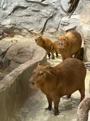 -Zoolung Zoolung动物主题公园(海信广场店)