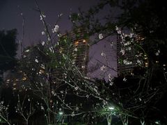 -重庆彩云湖湿地公园