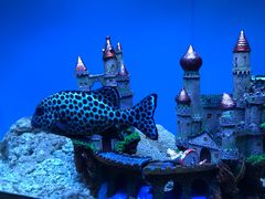 -北戴河圣蓝海洋公园