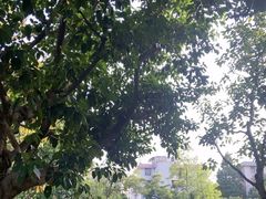 -荔枝公园(福田区)
