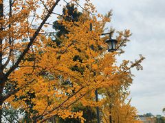 -铁山坪森林公园