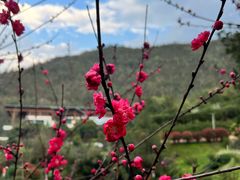 -桃花岭景区