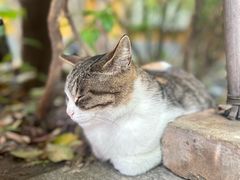 -龙华寺