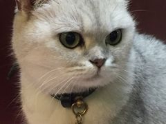 -李小姐の猫咖啡馆(五角场店)