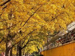 -三里屯东五街银杏大道