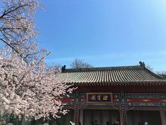 -桃花堤公园