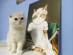 -喵的天空名猫咖啡馆·撸猫·猫舍·用品