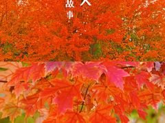 -八大关景区