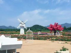-北京东方普罗旺斯薰衣草庄园