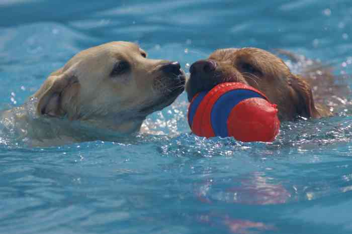 狗狗游泳馆-"服务超级好 老板人nice 还提供洗澡 ."-大众点评移动版