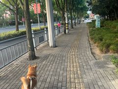 -宠颐生斯嘉宠物医院·急重症·心内科(谷阳北路分院)
