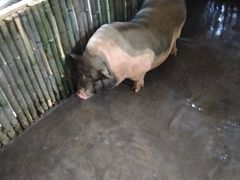 -宁波九龙湖开元度假村
