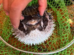 -蓝湾碧波·老字号·疍家非遗海上餐厅