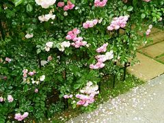 -谷咖啡·鲜花绿植花园餐厅