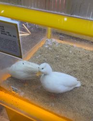 -神奇动物撸宠馆·羊驼·小浣熊·异宠(豫园店)