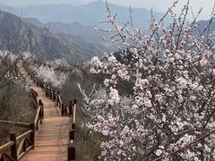 -大岭沟猕猴桃谷风景区