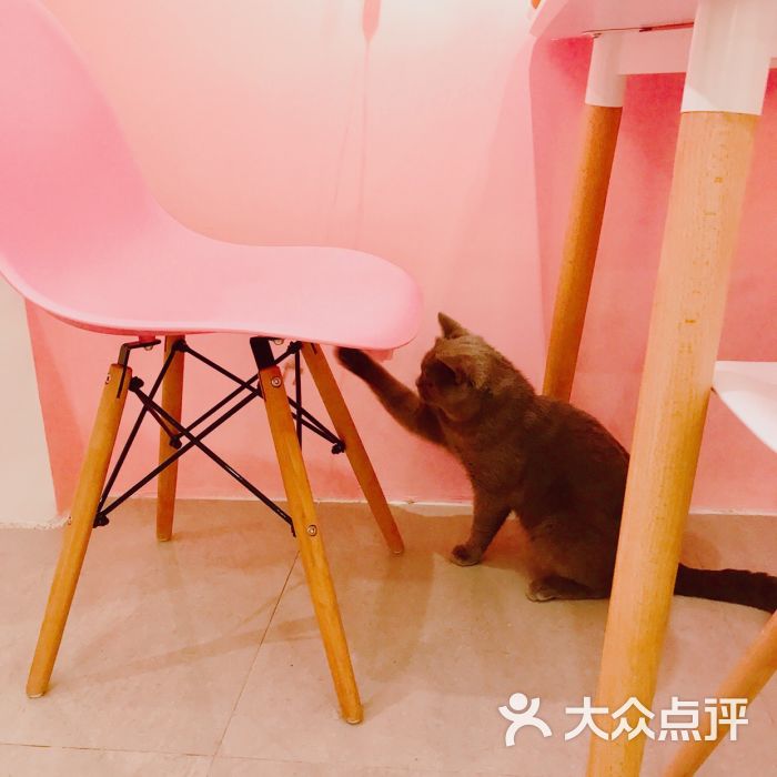 麒麟猫咪主题餐厅咖啡馆(杨浦店)图片 