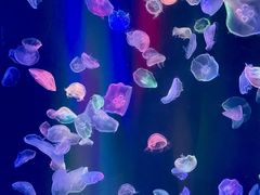-海合安成都极地海洋公园