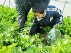 -前小桔亲子创意农场·草莓采摘·露营烧烤