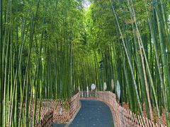 -陈家山荷花公园