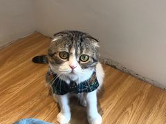 -啵啵喵·猫咖(攀华国际店)
