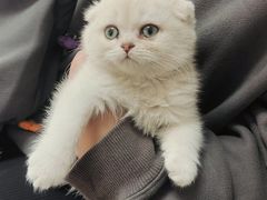 -宠福鑫康馨动物医院·骨科·眼科