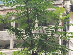 -四川汶川特大地震漩口中学遗址