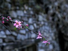 -鹿院坪生态旅游景区