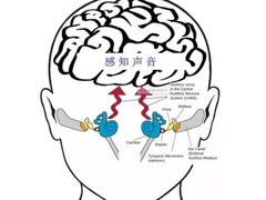 -自然之声助听器·呼吸机(和平店)