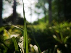 -桐乡凤凰湖