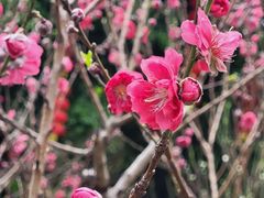 -桃花涧