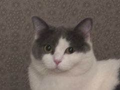 -天使宠物医院·犬猫分诊(彩虹店)