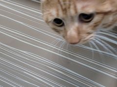 -动物缘宠物医院·骨科·猫科(西二环店)