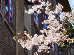 -武汉大学-樱园