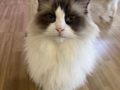 -喵小馆·猫咖狗咖猪咖·饮品店