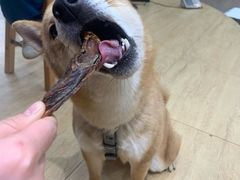 -美联众合宠物医院·爱萌分院·内外科·猫科中心