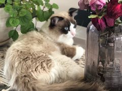 -有猫儿腻咖啡厅.猫咖