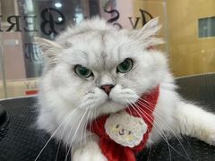 -车接车送·寄养洗护·德文猫舍(大宁店)