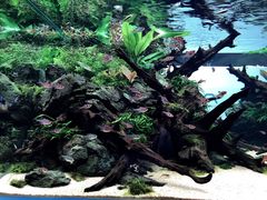 -ADA自然水景世界