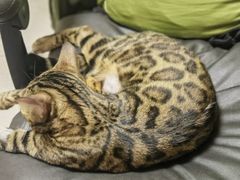 -纳吉亚猫专科动物诊疗中心(蒋宅口分院)