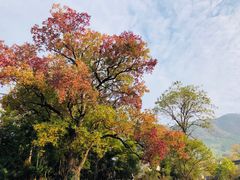 -塔川景区