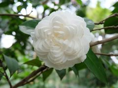 -金花茶公园